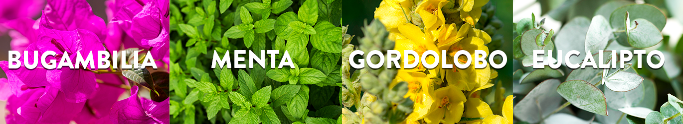 ajolopaletas vitrolero