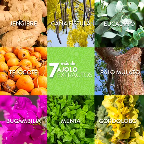 AJOLO-TÉ® Original con Jengibre 20 sobres